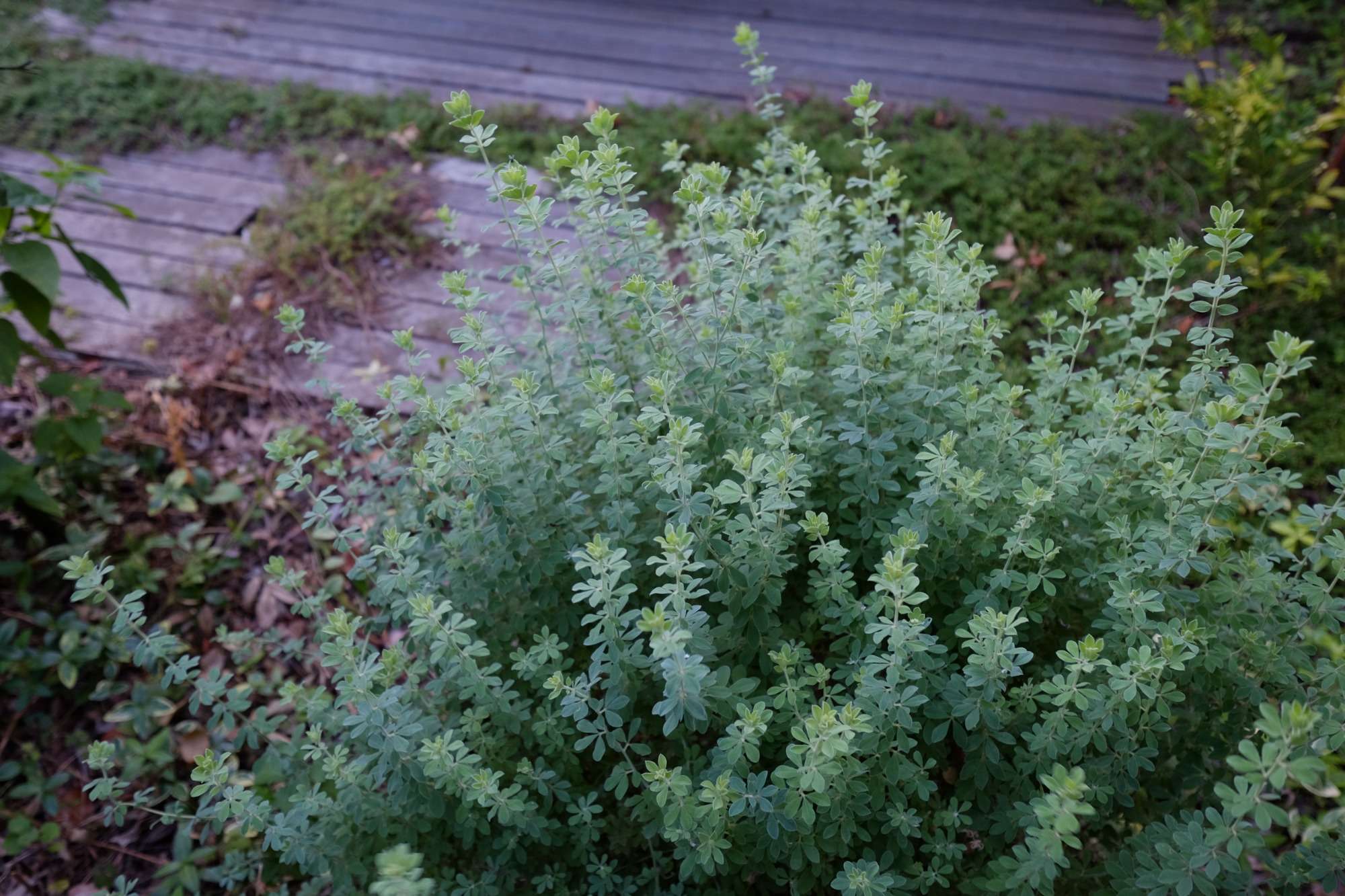 ライトアップされた木