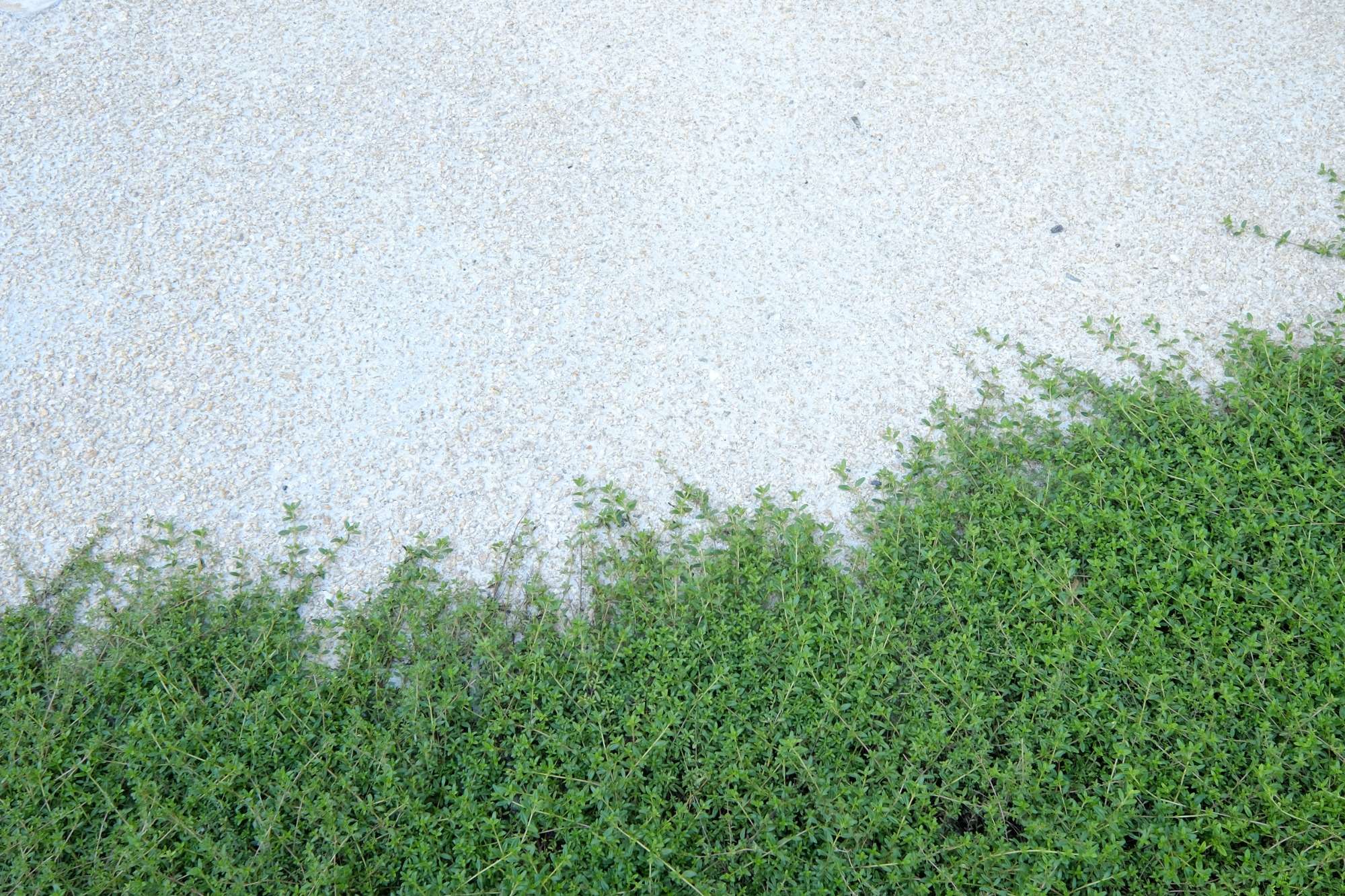 踏まれて強いグランドカバー