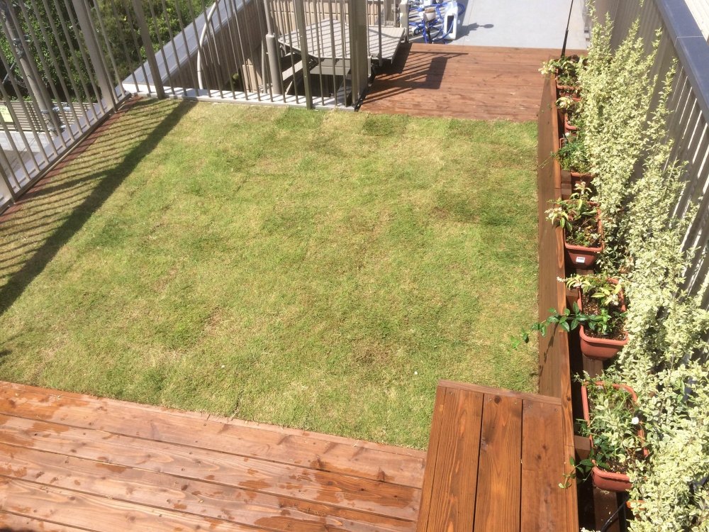 屋上ガーデン芝