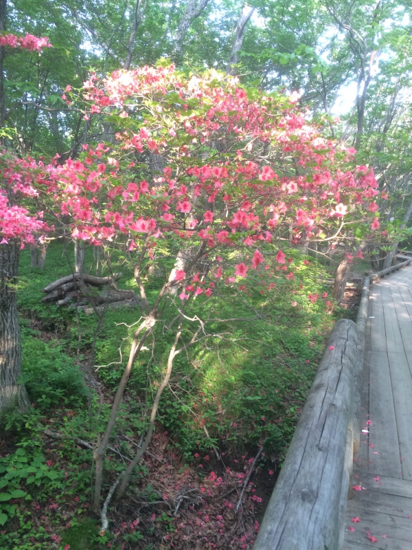 No.1017:木立のツツジ