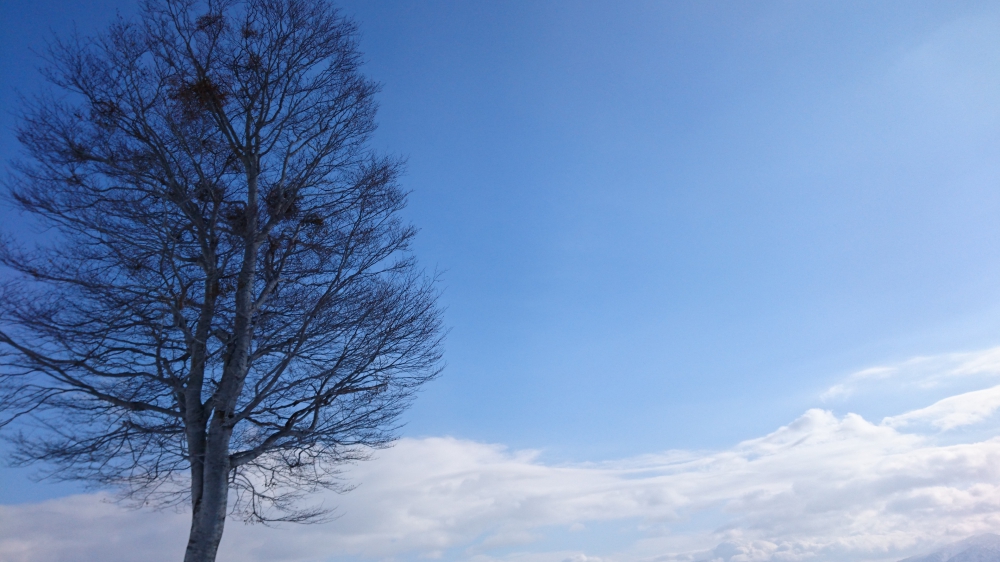 No.1021:冬のブナの原生林と雲海