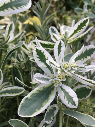 ハツユキソウ ハツユキソウ