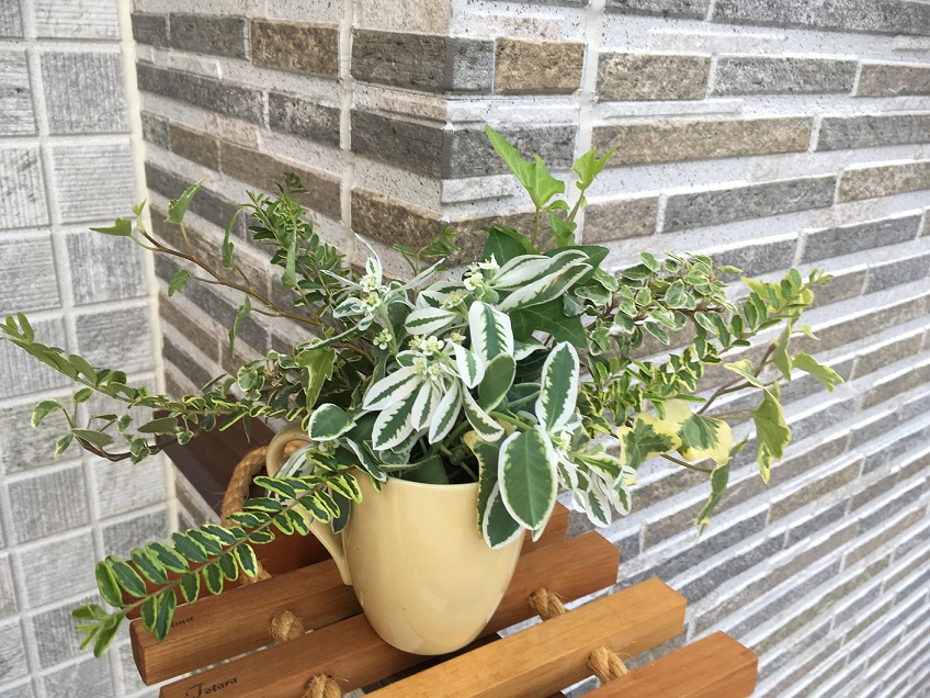 ハツユキソウ ハツユキソウ