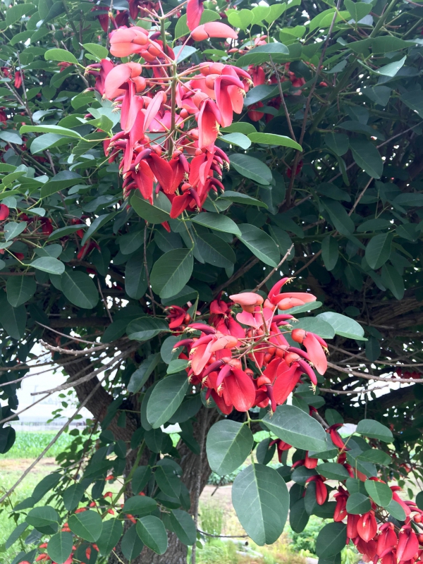 印象的なアメリカデイゴの赤い花