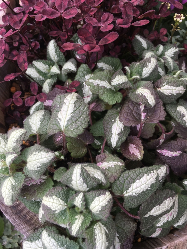 ラミュウム(ピンクパール) ラミュウム(ピンクパール)