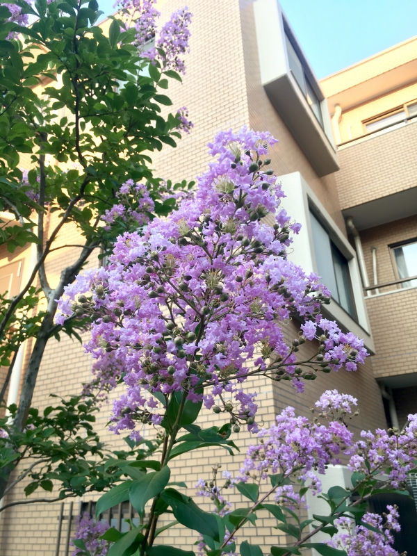 夏の到来 サルスベリの花 ブログ エクステリア 外構造園 工事 横浜 風知蒼