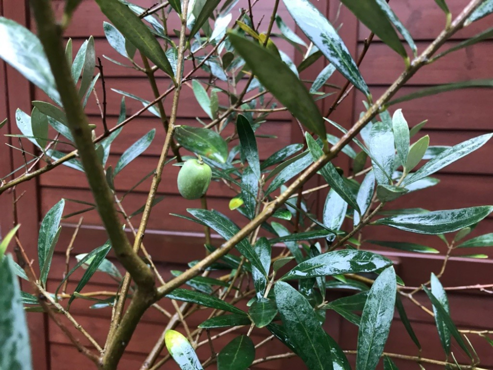 オリーブ オリーブ