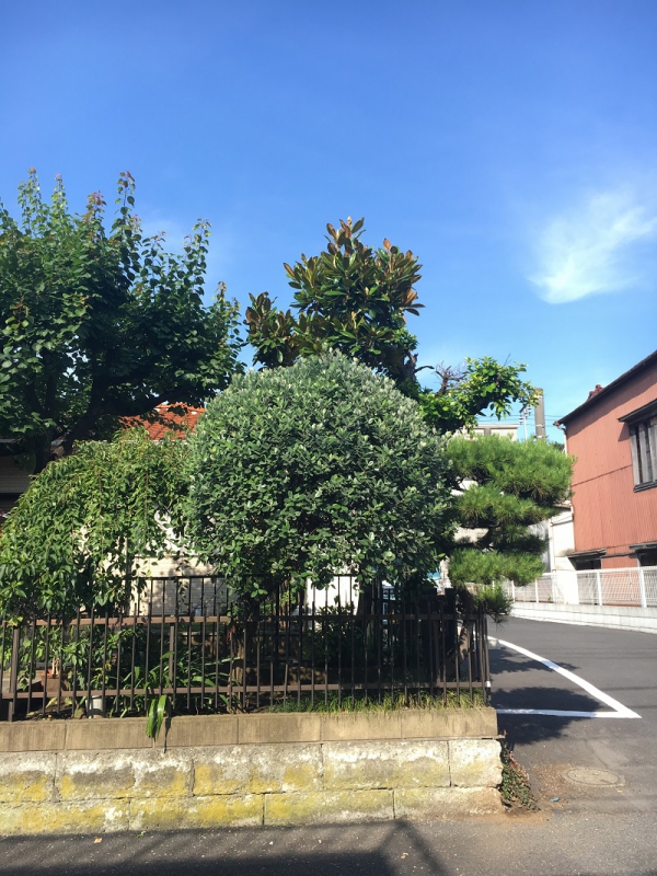 刈り込みフェイジョア ブログ エクステリア 外構造園 工事 横浜 風知蒼