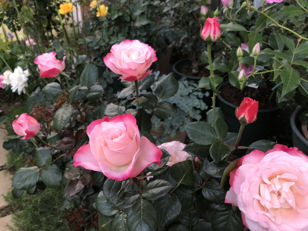 薔薇の季節です ブログ エクステリア 外構造園 工事 横浜 風知蒼