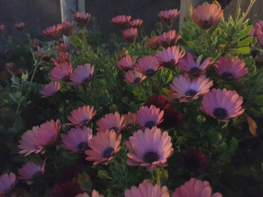 夜のオステオスペルマム 夜のオステオスペルマム