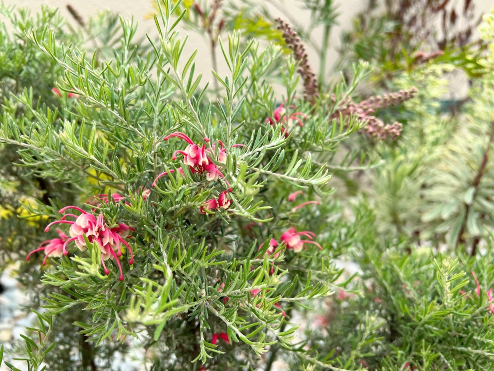 グレビレア プーリンダ イルミナの花