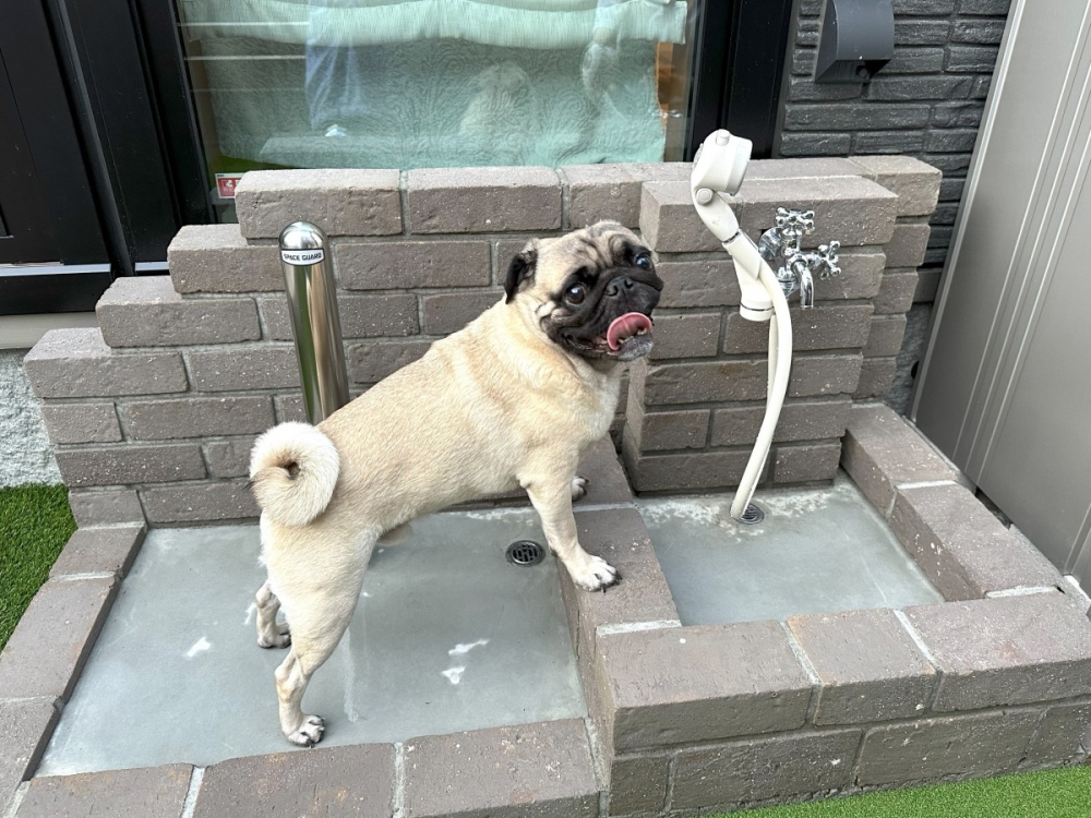 愛犬専用のシャワー水栓トイレの外構工事