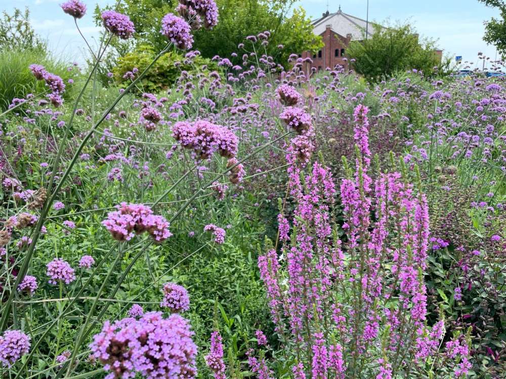 No.1213:浜風と夏の草花
