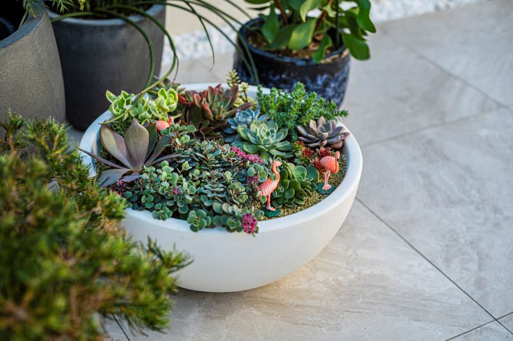 No.1214:多肉植物に住むフラミンゴ