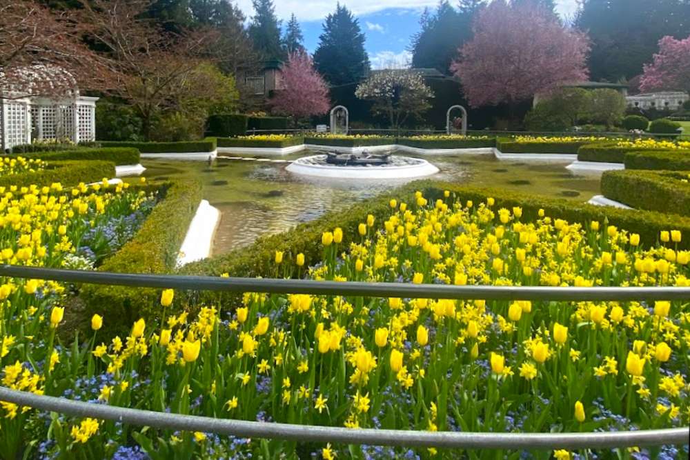 No.1218:春の訪れを彩る魅惑のチューリップたち