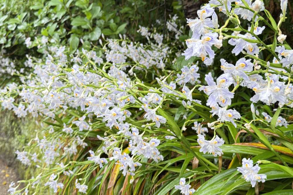 No.1219:雨の日の散策