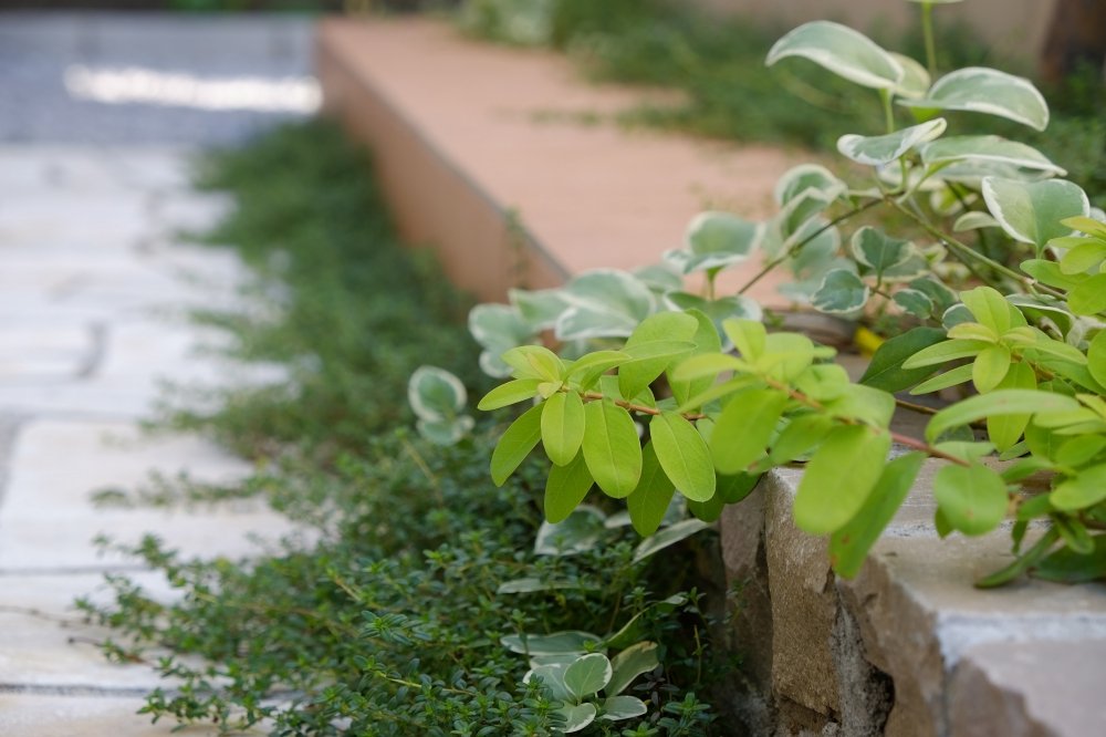 Tile Terrace and Lawn SpaceDivided with Garden Path：GALLERY : Garden