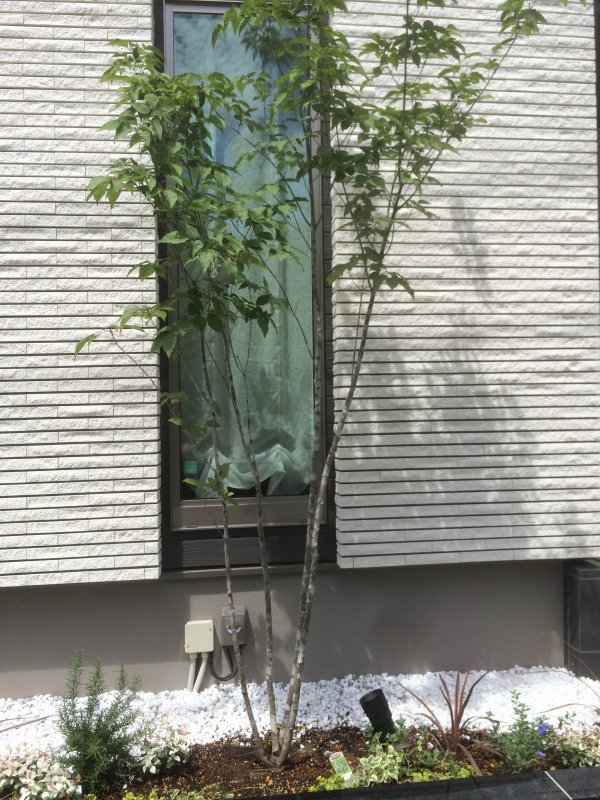 シンボルツリーで目隠しを