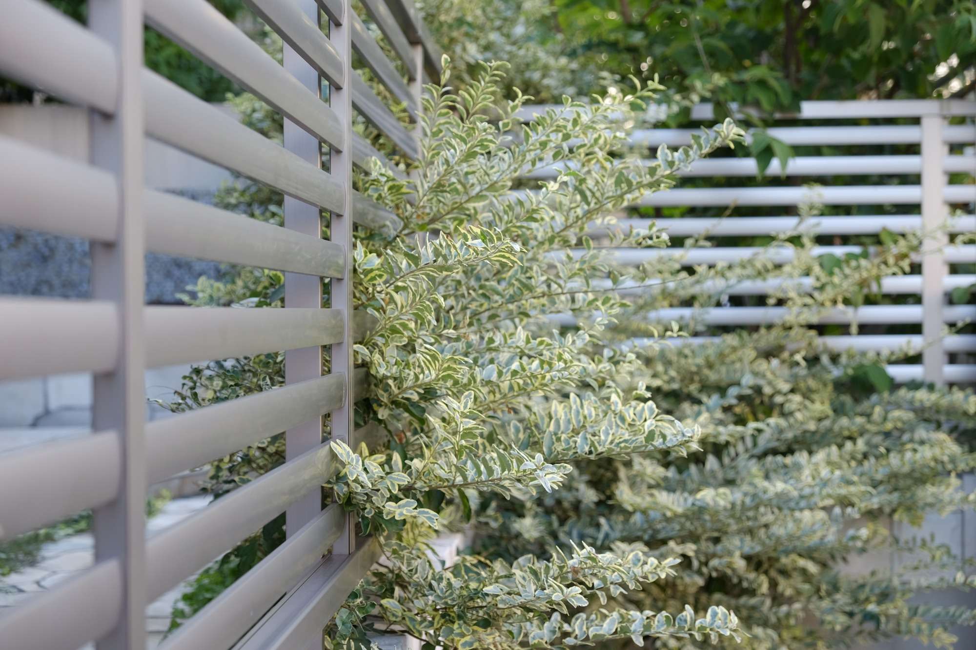 フェンスと馴染ませたシルバープリペット