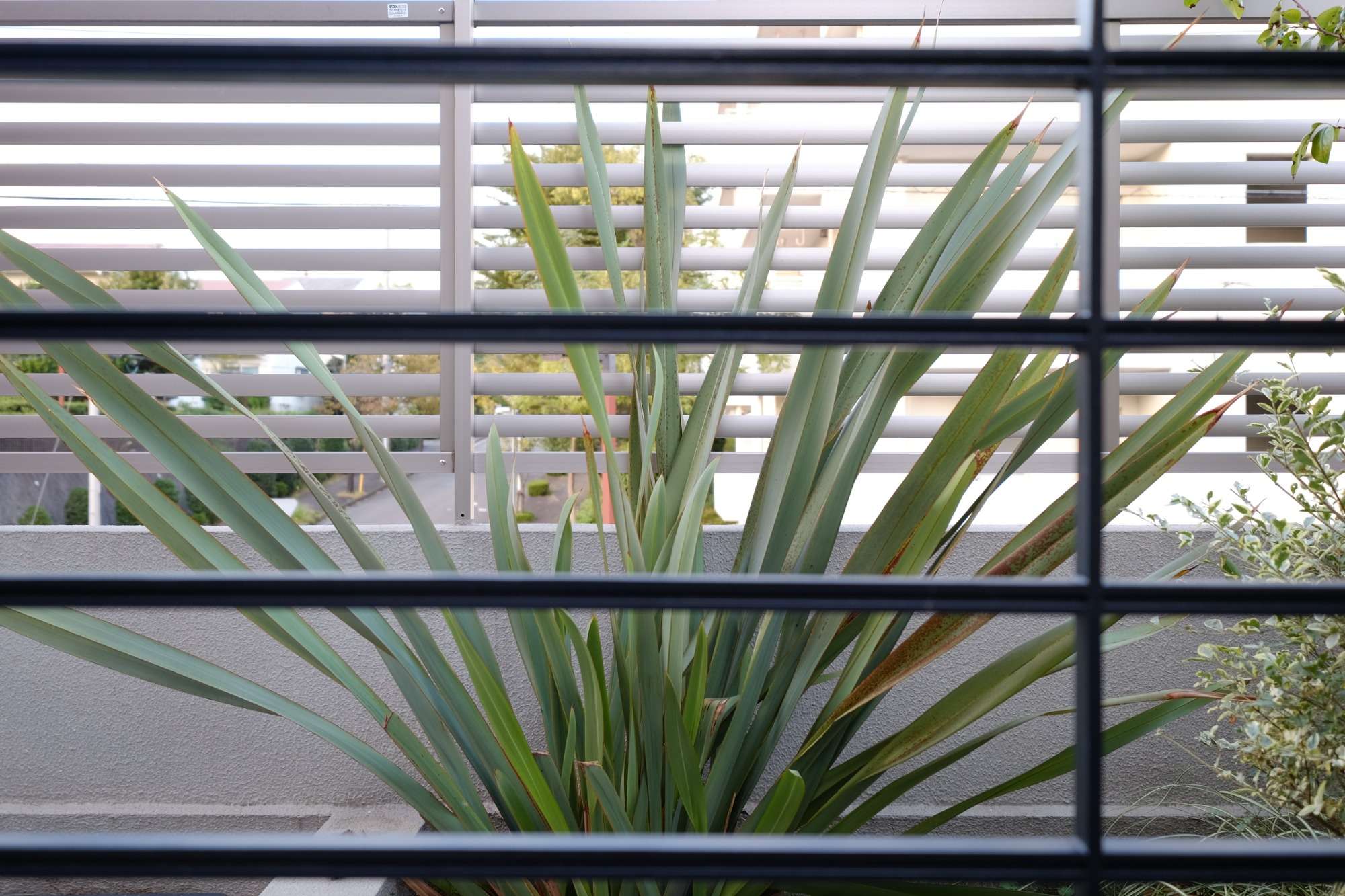 ニューサイラン