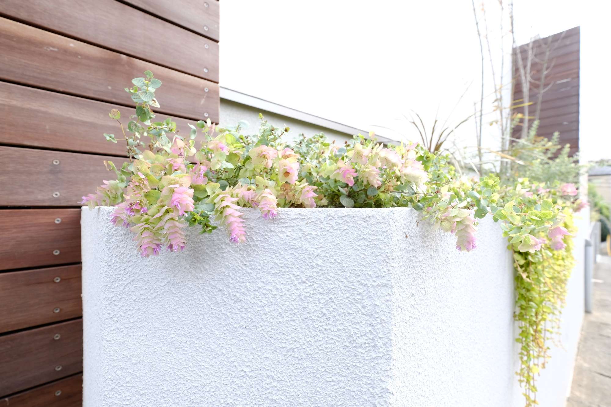 淡い色合いのオレガノケントビューティー