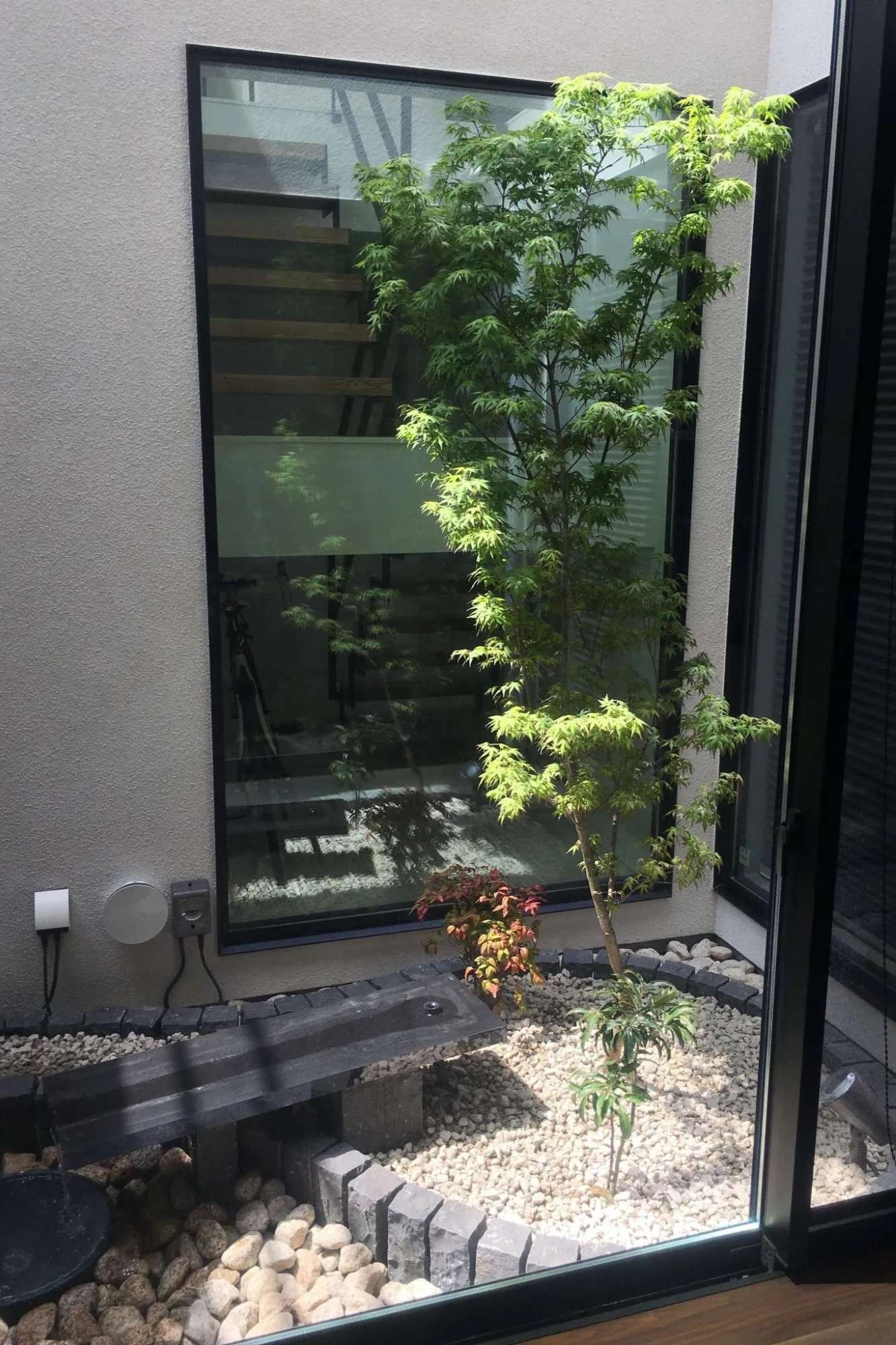 吹き抜けの中庭にモミジ