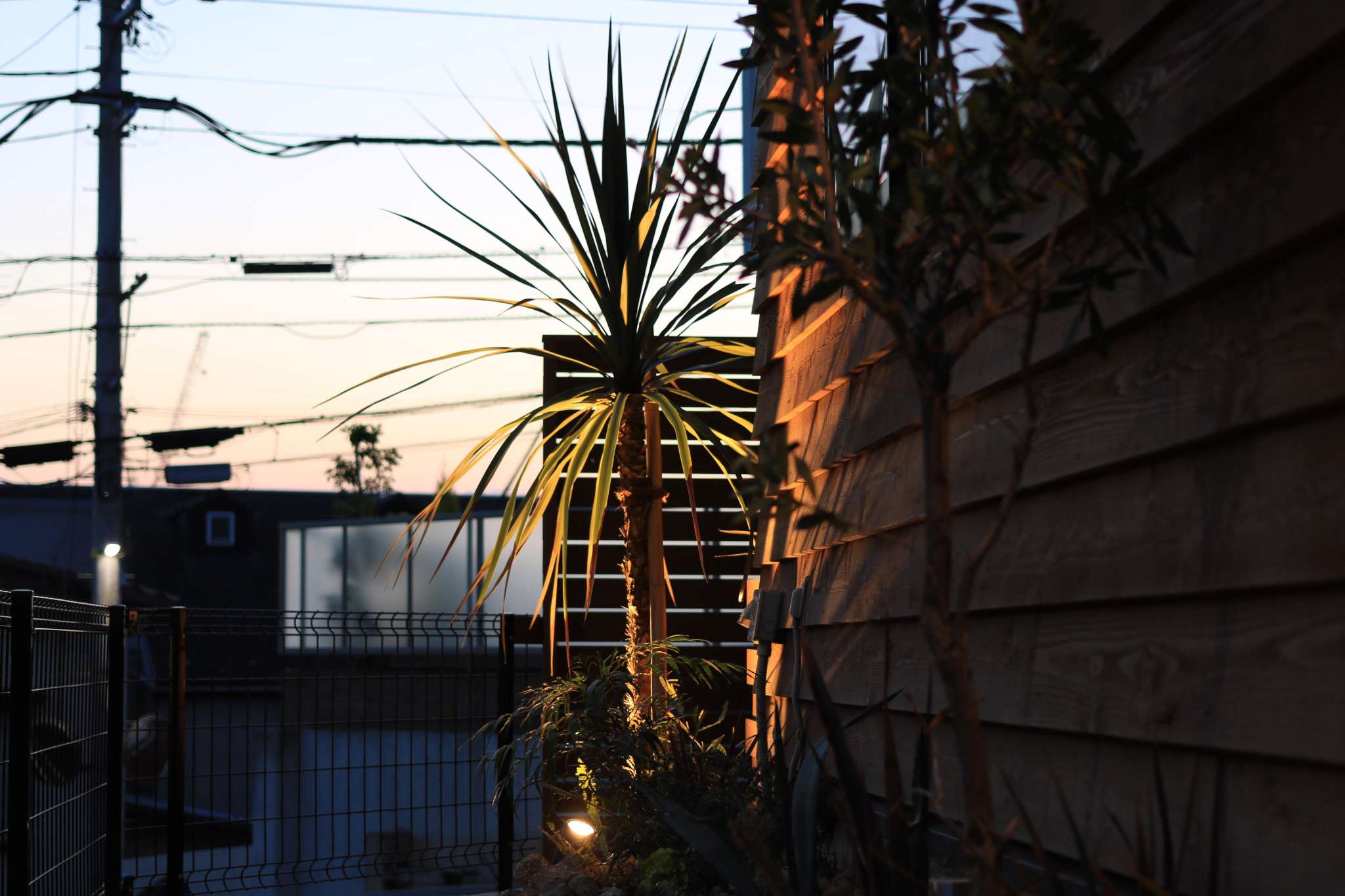 ドラセナと夕日