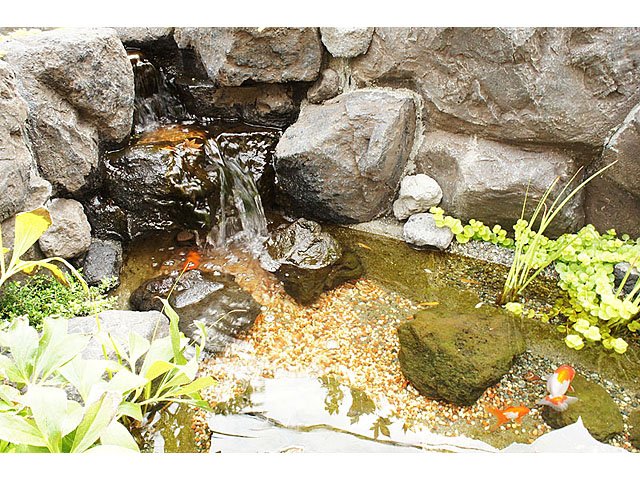 金魚と水生植物