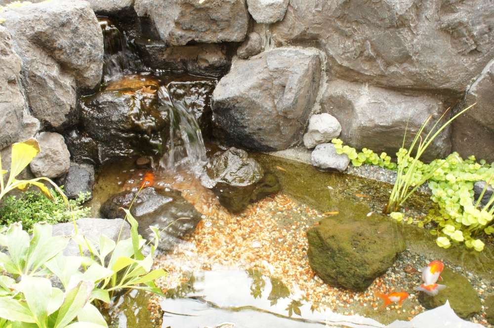 金魚と水生植物