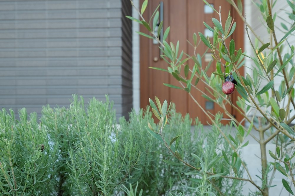オリーブの樹と玄関前で香るラベンダー